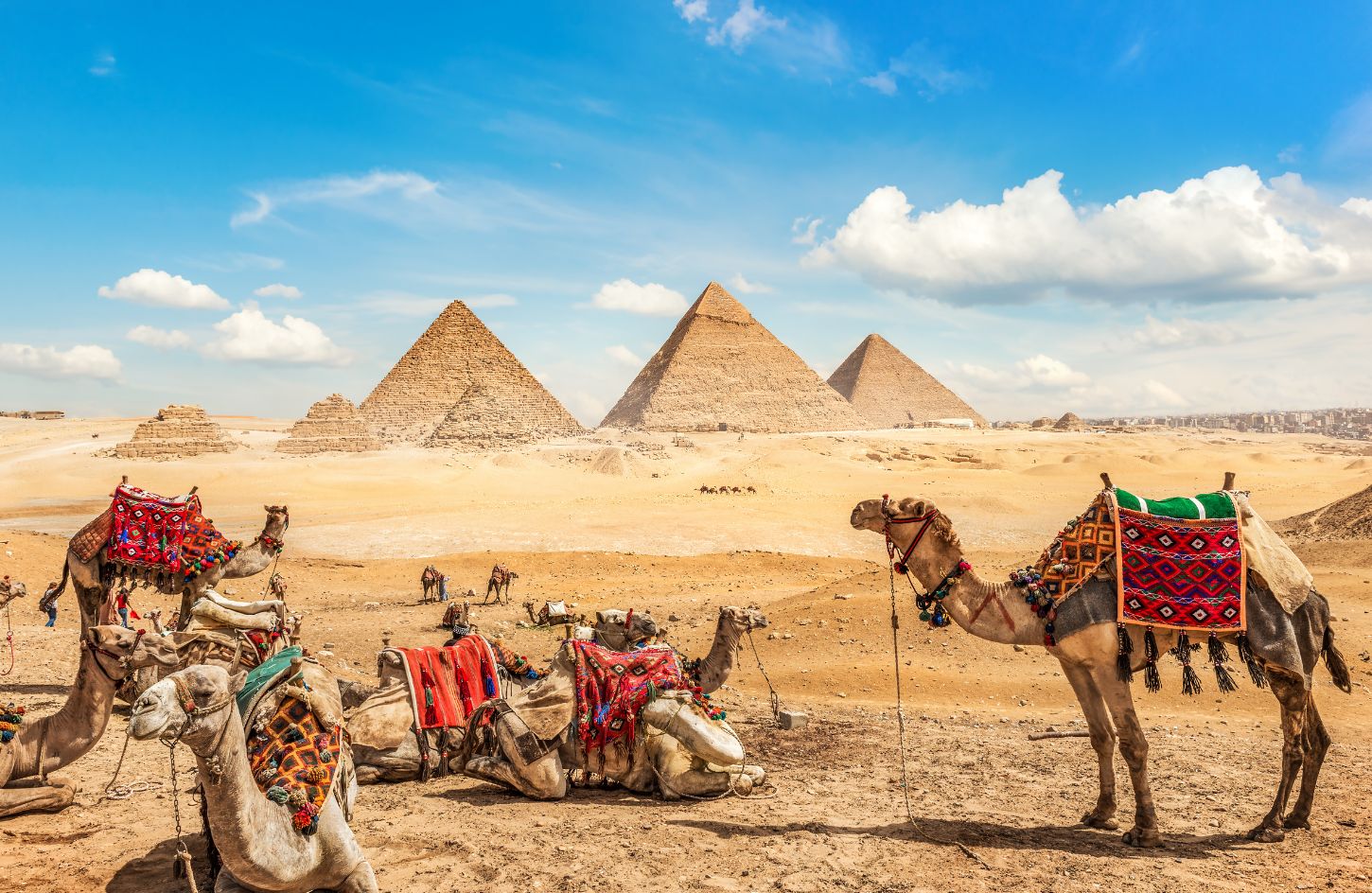 a-stunning-panoramic-view-of-camels-in-front-of-the-giza-pyramids